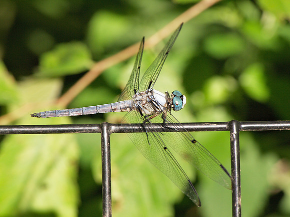 Blue Darter, Central Park