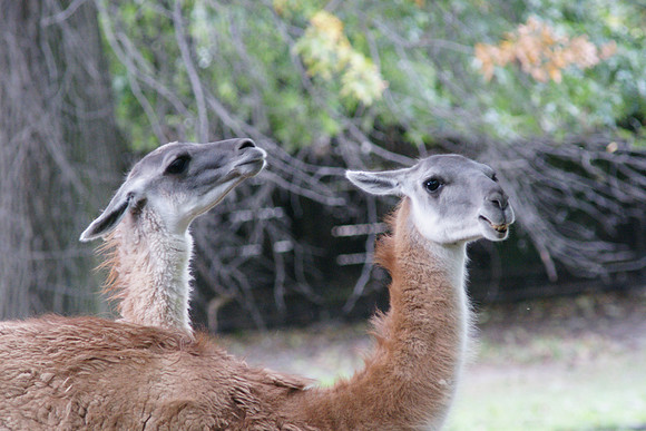 Alpacas, Bronx Zoo