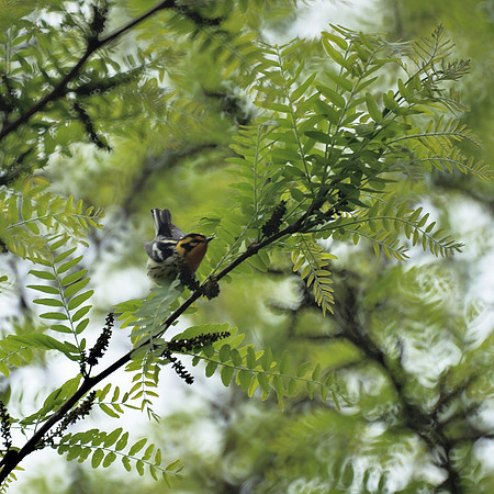 Blackburnian Warbler, Central Park