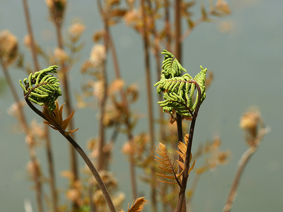 Royal Ferns, Brooklyn Botanic Garden