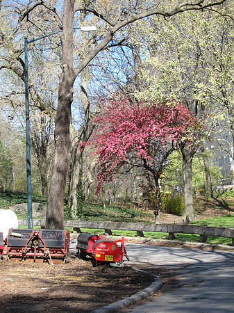 Spring, Central Park