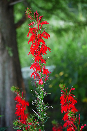 More red