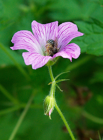 enthusiastic pollination