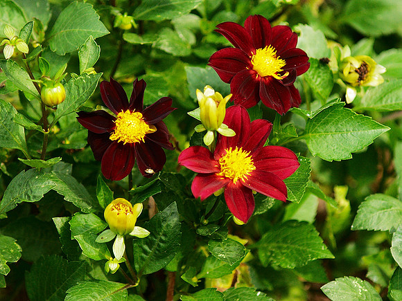 In the Brooklyn Botanic Garden