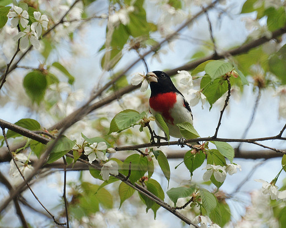 Rose-Breasted Grosbeak, Central Park