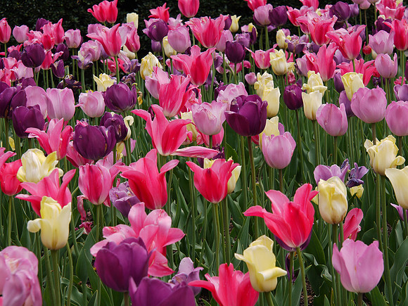 Tulips, Central Park Conservancy Garden