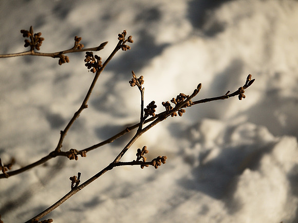 Winter buds
