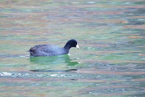 American Coot, Central Park Reservoir