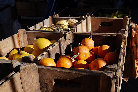 Squashes and Gourds