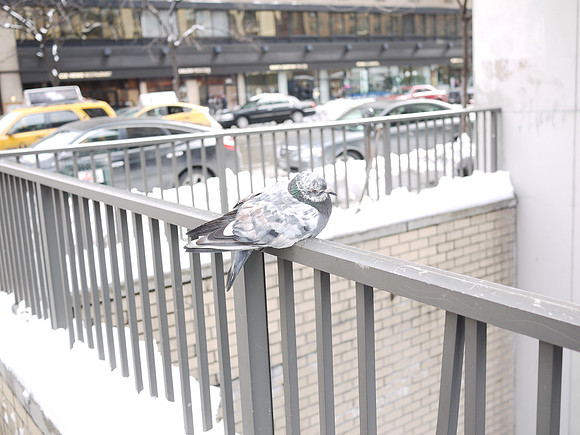 Pigeon, Yorkville