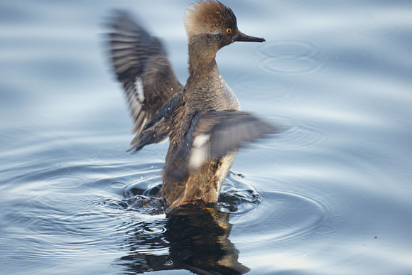 Hooded Merganser, Central Park Reservoir