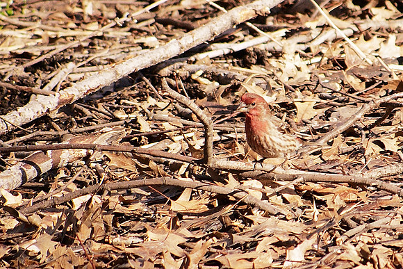 House Finch, Central Park