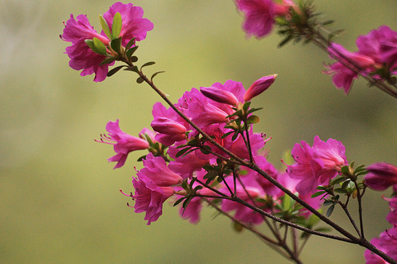 Azaleas