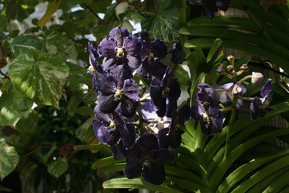 Vandas