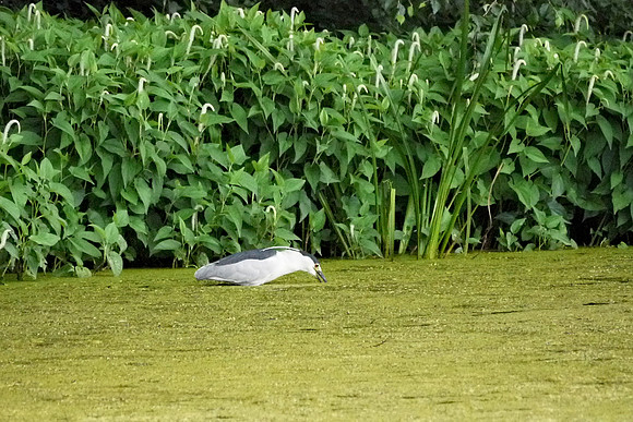 Black-Crowned Night Heron, Turtle Pond