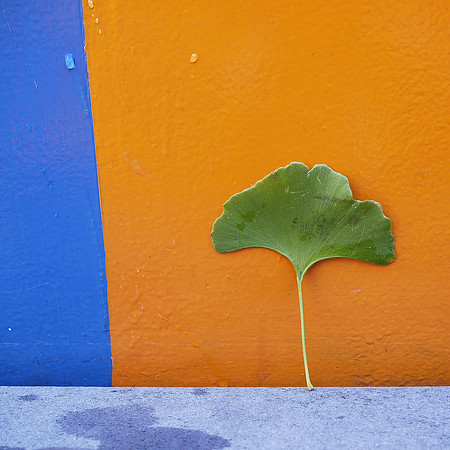 Ginko leaf, Gracie Mews Plaza, Yorkville