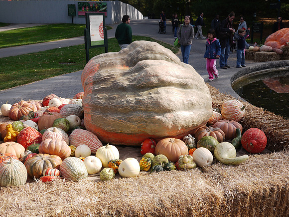 Giant Pumpkin, NY Botanical Garden
