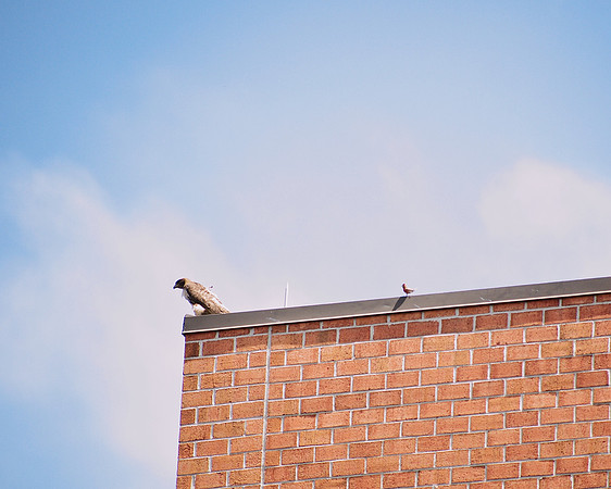 Finch hectoring Hawk