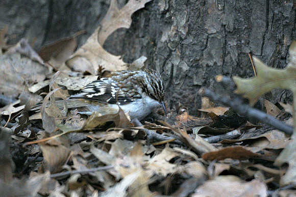 Brown Creeper, Central Park