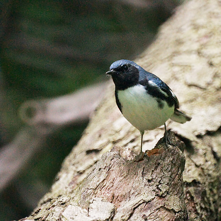 Black-Throated Blue Warbler, Central Park