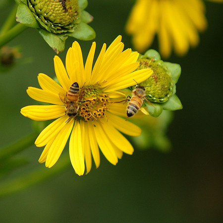 Bees do it
