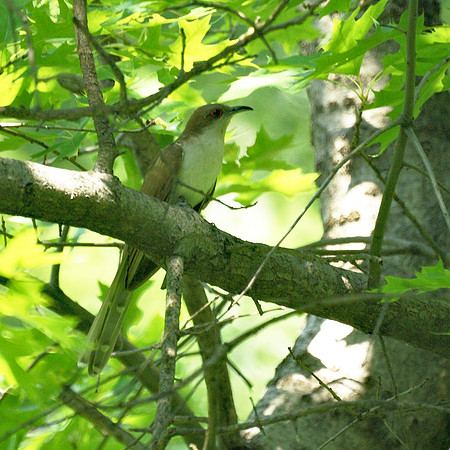 Black-Billed Cuckoo, Central Park