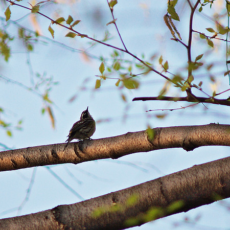 Yellow-Rumped Warbler
