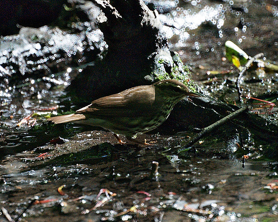 Northern Waterthrush