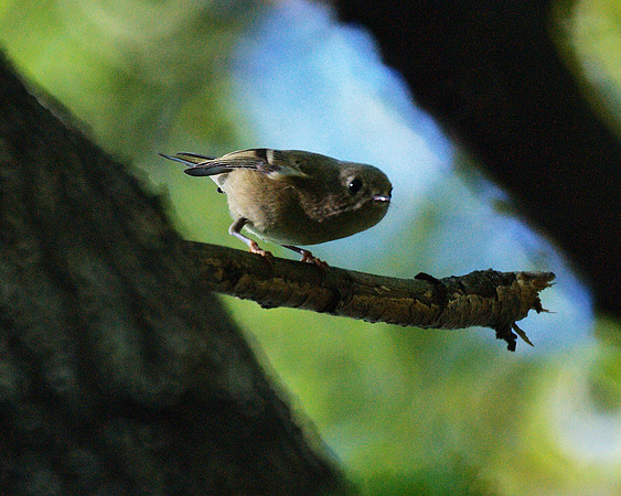 Ruby-Crowned Kinglet, Central Park