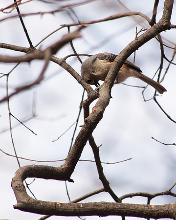 Tufted Titmouse, Central Park