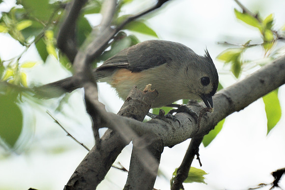 Tufted Titmouse eating a grub