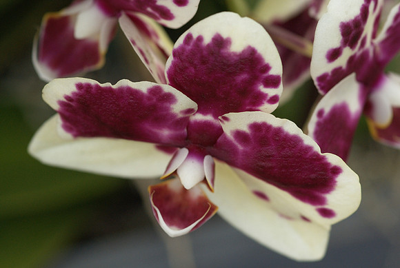 Phalaenopsis Everspring King