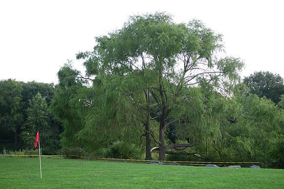 Turtle Pond, after Irene