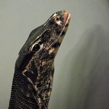 Water Monitor, American Museum of Natural History