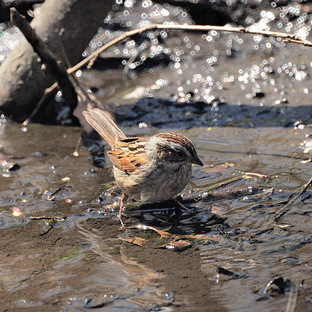 Swamp Sparrow, Central Park