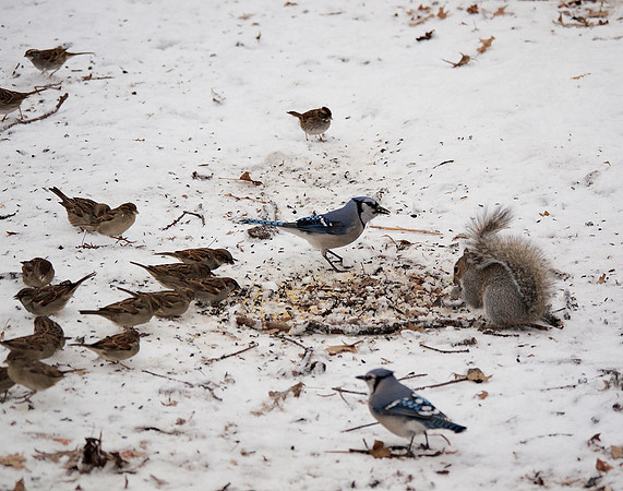 Central Park, Winter