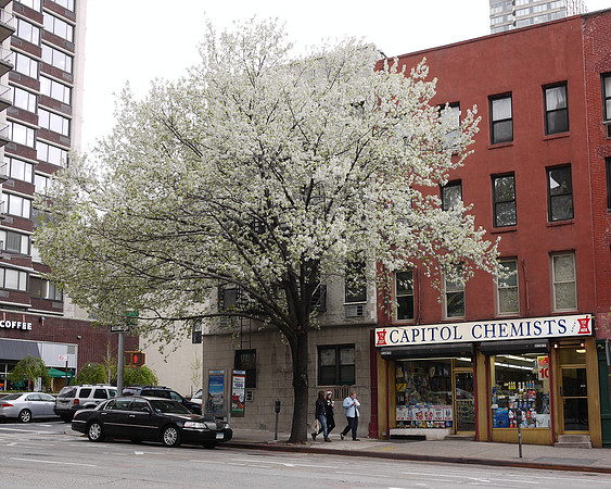 Callery Pear tree, Yorkville