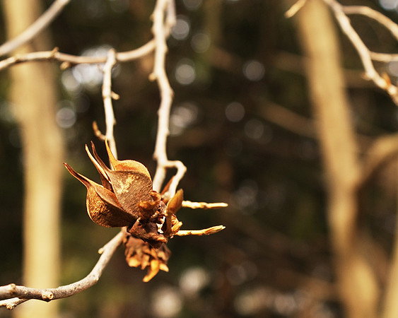 escaped pod