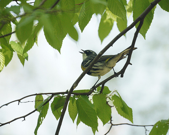 Yellow-Rumped Warbler singing