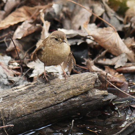 Wren shakes off