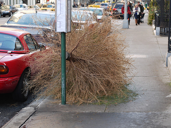 Expired Christmas Tree, Fifth Avenue and 79th Street