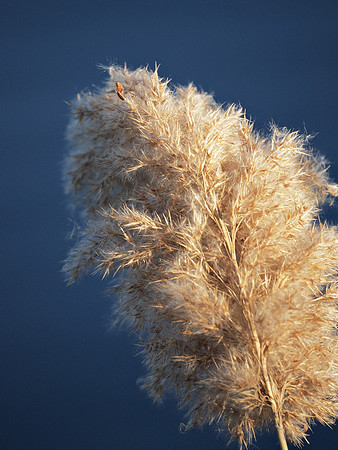 Phragmites, Central Park Reservoir