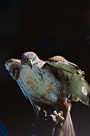 poised for flight