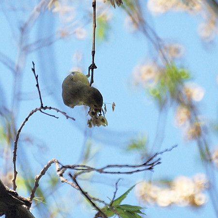 American Goldfinch, Central Park