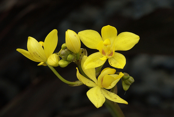 Spathoglottis plicata