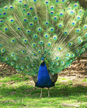 Wear Gaudy Colors