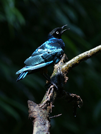Metallic Starling, Central Park Zoo