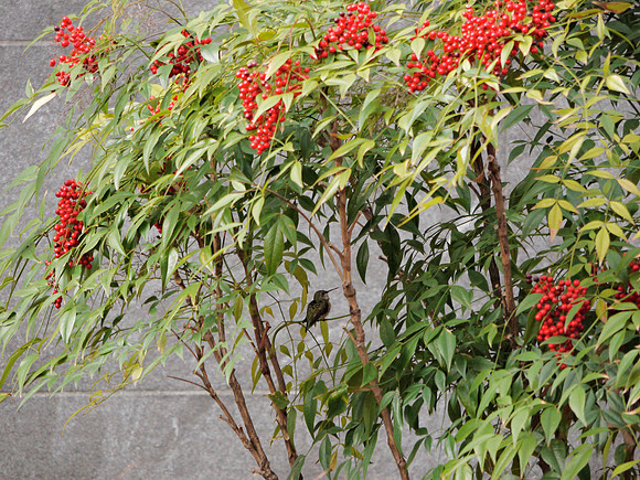 Rufous Hummingbird, Theodore Roosevelt Park