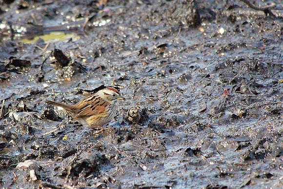 Swamp Sparrow, Central Park