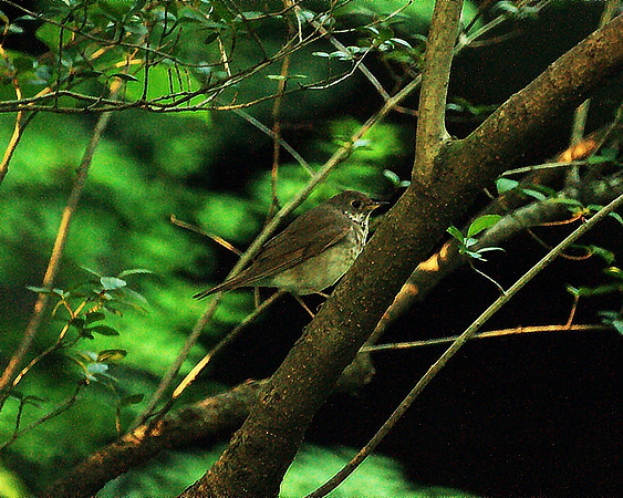 Veery